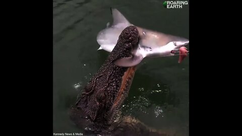 Crocodile Steals Shark Off Fisherman's Line