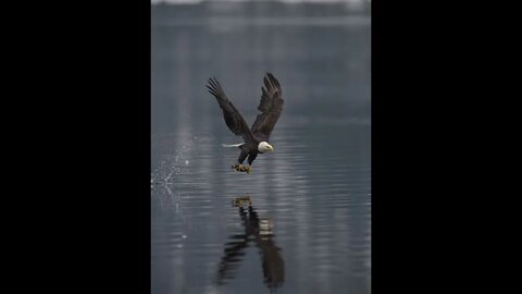 Bald Eagle with Reflection, Sony A1/Sony Alpha 1, 4x3 Vertical Format with Pillars