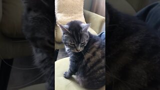 Cat is annoyed with human