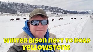 Bison Herd Next to Road in Yellowstone National Park