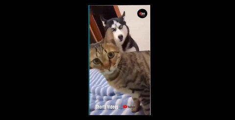 Scaredy Cats & Dogs Funny Compilation