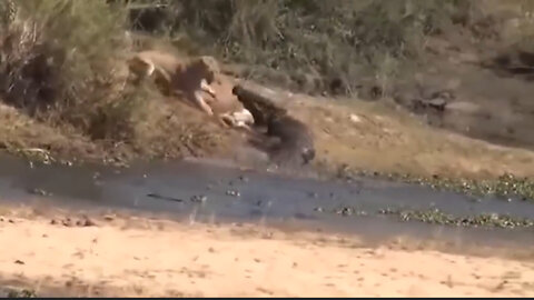 A crocodile tries to snatch food from a lion