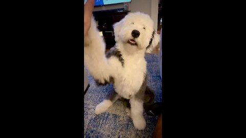 Coolest sheepdog ever just love to give high-fives