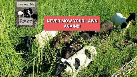 What's best? LAWNMOWER or FURRY LAWNMOWER 🤨🤔🐑🤠😆😄 #sheep #farming #animals #homestead