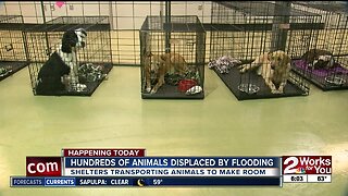 Shelters transporting animals to make room