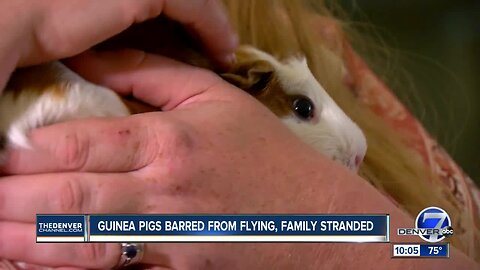 United tells family they can't fly with guinea pigs after allowing it on their previous flight