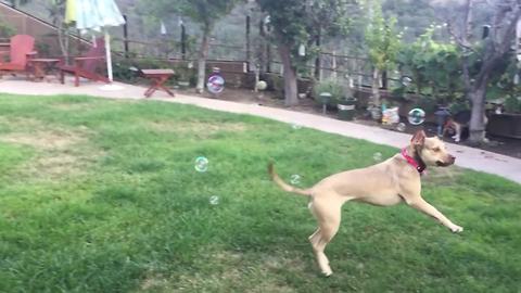 Funny Dog Pops Bubbles In Slow Motion