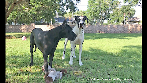 Happy Great Danes Play Reindeer Games With Their Toy
