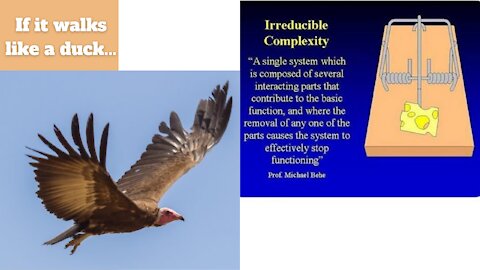 Language Complexity - Part 2: Michael Behe, irreducible complexity and stating the obvious​