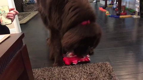 Massive dog opens gift like a little kid