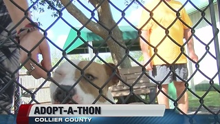 Adopt-A-Thon Collier County
