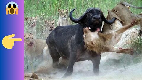 Most Amazing Wild Animal Attacks | Lion vs Buffalo Real Fight HD