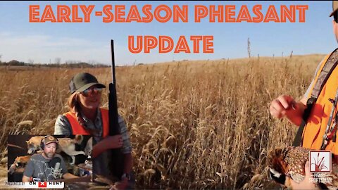 Minnesota Early-Season Pheasant Hunting Report