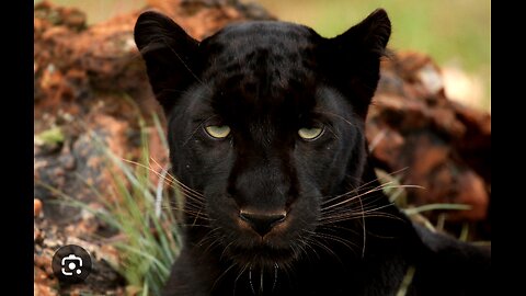 panther black