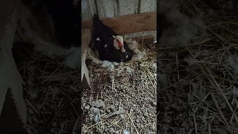 Good Morning Muscovy Girl sitting on eggs