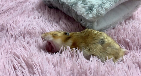 Cute sleepy hamster yawning