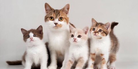 Cats Funny Videos || Cats Babies Videos