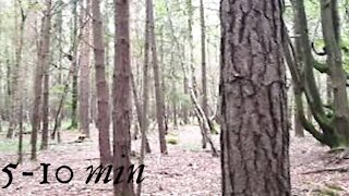 5 - 10 Minutes. New Forest, Music For Stress Relief, Calming Music, Relaxation Music