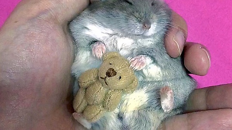 Tiny Hamster Cuddles Tiny Teddy Bear For Nap Time