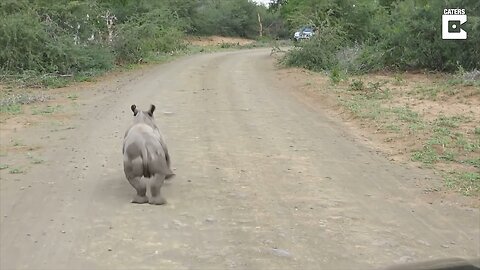 Baby Rhino Play