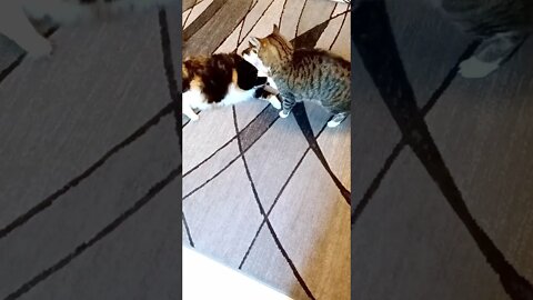 Cat Fight - Cats playing