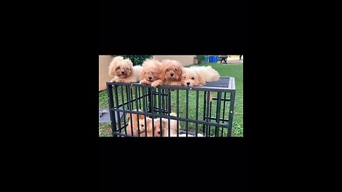 $500 if you can guess which one is mama? #lhasaapso #shorts #doglover #puppies #trending #viral #