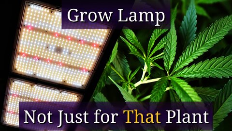 Groplanner LED Grow Light: For Other Plants Too!