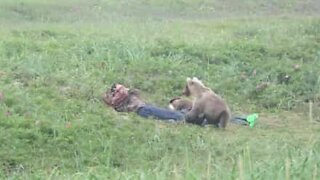 Urso curioso se aproxima perigosamente de homens dormindo