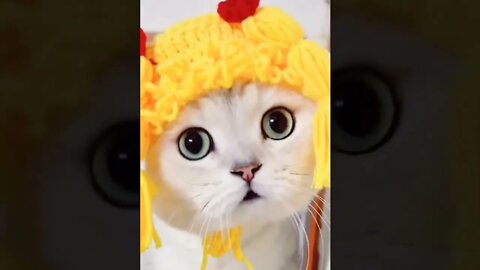 cute cat videos