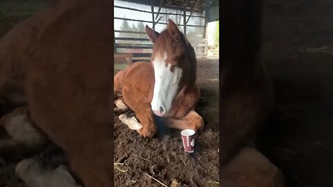 Foal Growing Up: Birth to 3 Years Old