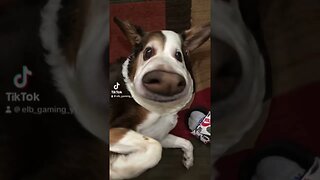 Puppy dog #viral #viralvideo #funny #meme #viral #newmemes