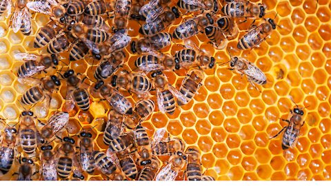 Beautiful Bee Honey Bees check the Bees how to collect Honey