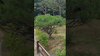 부천 무릉도원 수목원 - 기린조형물
