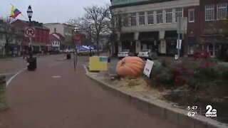 Giant pumpkins invade Annapolis