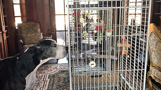 Two Great Danes Meet A Pair Of Parrots Evacuated During Hurricane Irma