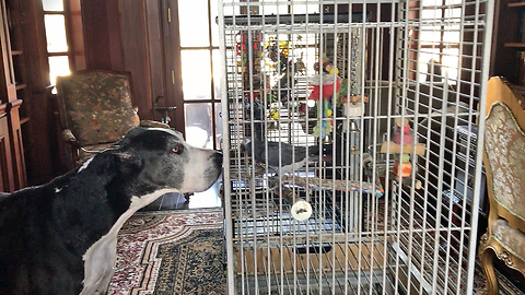 Two Great Danes Meet A Pair Of Parrots Evacuated During Hurricane Irma