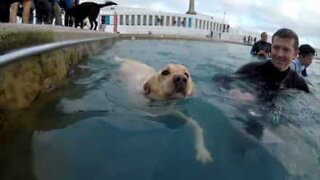 Hund tar sig ett dopp i en offentlig pool i England