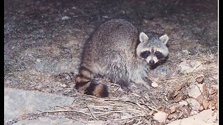 Japan Is Contending With an Invasion ... of Raccoons