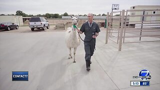 Rescued llama that wandered for months in Yellowstone needs help paying for surgery at CSU