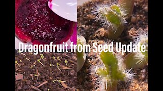 Dragonfruit cactus seedling update