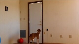 Dog practicing Proper Greetings! - Dog Training Made Easy