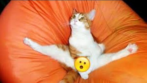 -Funny And Cute Cat'S Life. Cats And Owners Are The Best Friends Videos