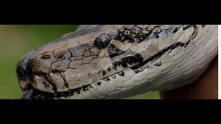 Florida Conservancy Group Discovers Record-Breaking Burmese Python In Everglades