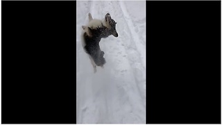 Corgi absolutely loves the deep snow