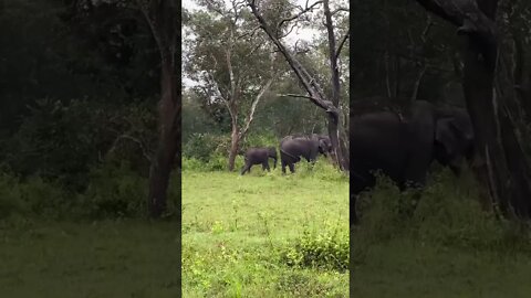 Deep Inside forest- Mudumalai tiger reserve