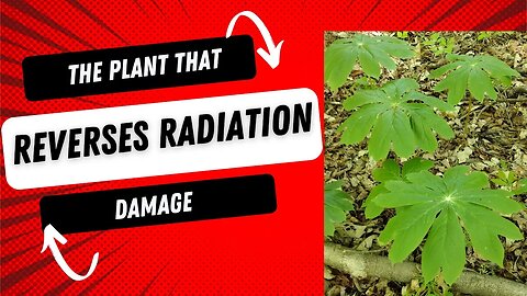 A Plant That Reverses Radiation Damage, Fights Cancer and Protects DNA! #herbal #medicine