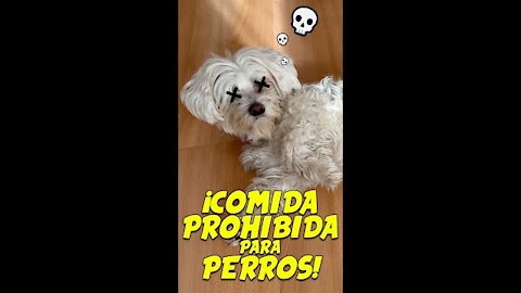 No le des estos Alimentos TÓXICOS a tu Perro! ☠️🐶Anima Dogs #shorts