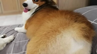 Corgi Kung Fu Butt