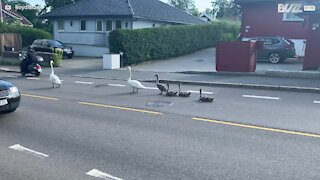 Une famille de cygnes se détend en plein milieu de la route créant des embouteillages