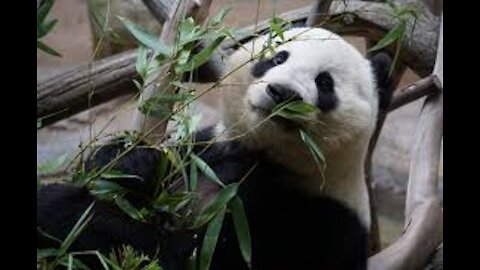 baby panda playing ball 🥰🐼